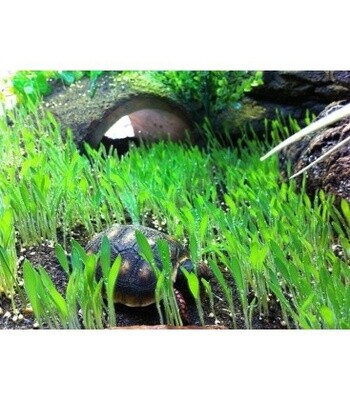 LUG TERRARIUM GRASS 4 OZ