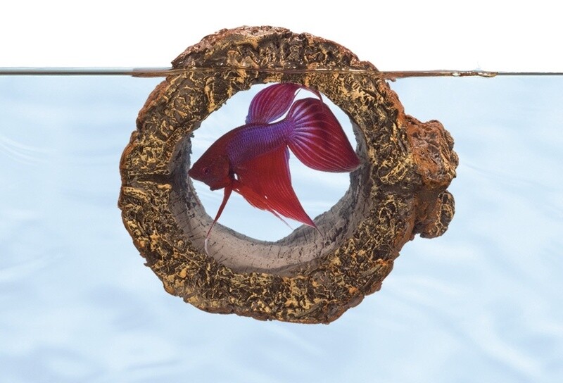 ZOO MED BETTA FLOATING LOG