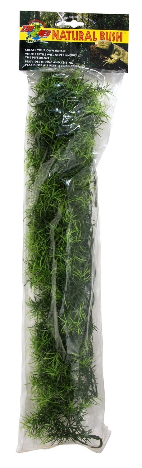 ZM PLANT CASHUARINA LG