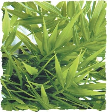ZOO MED PLANT MADA-BAMBOO MD