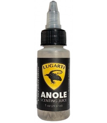 LUG SCENT ANOLE