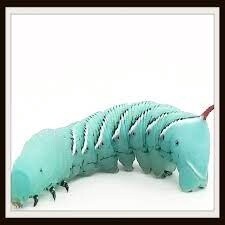 HORN WORMS