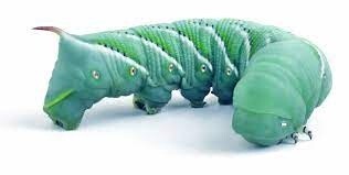 HORN WORMS