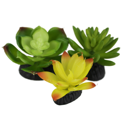 KOMODO SUCCULENT 3PK YELLOW/GREEN