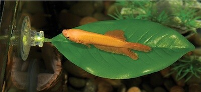 ZOO MED BETTA LEAF HAMMOCK LG