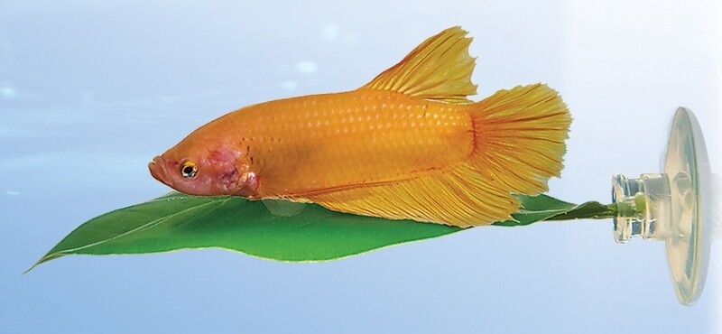 ZOO MED BETTA LEAF HAMMOCK