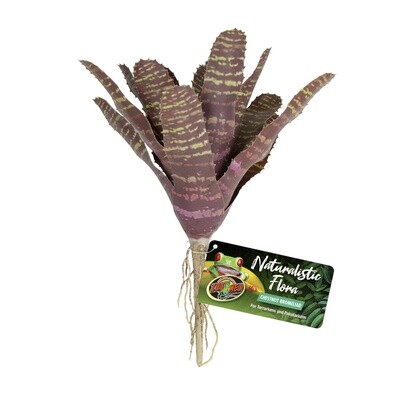 ZM PLANT BROMELIAD CHESTNUT