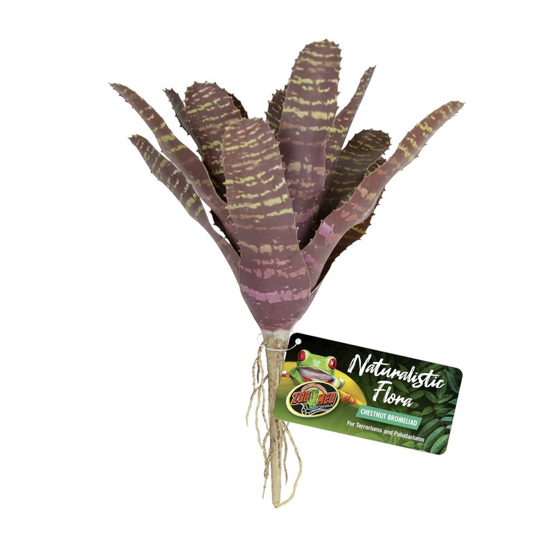 ZM PLANT BROMELIAD CHESTNUT