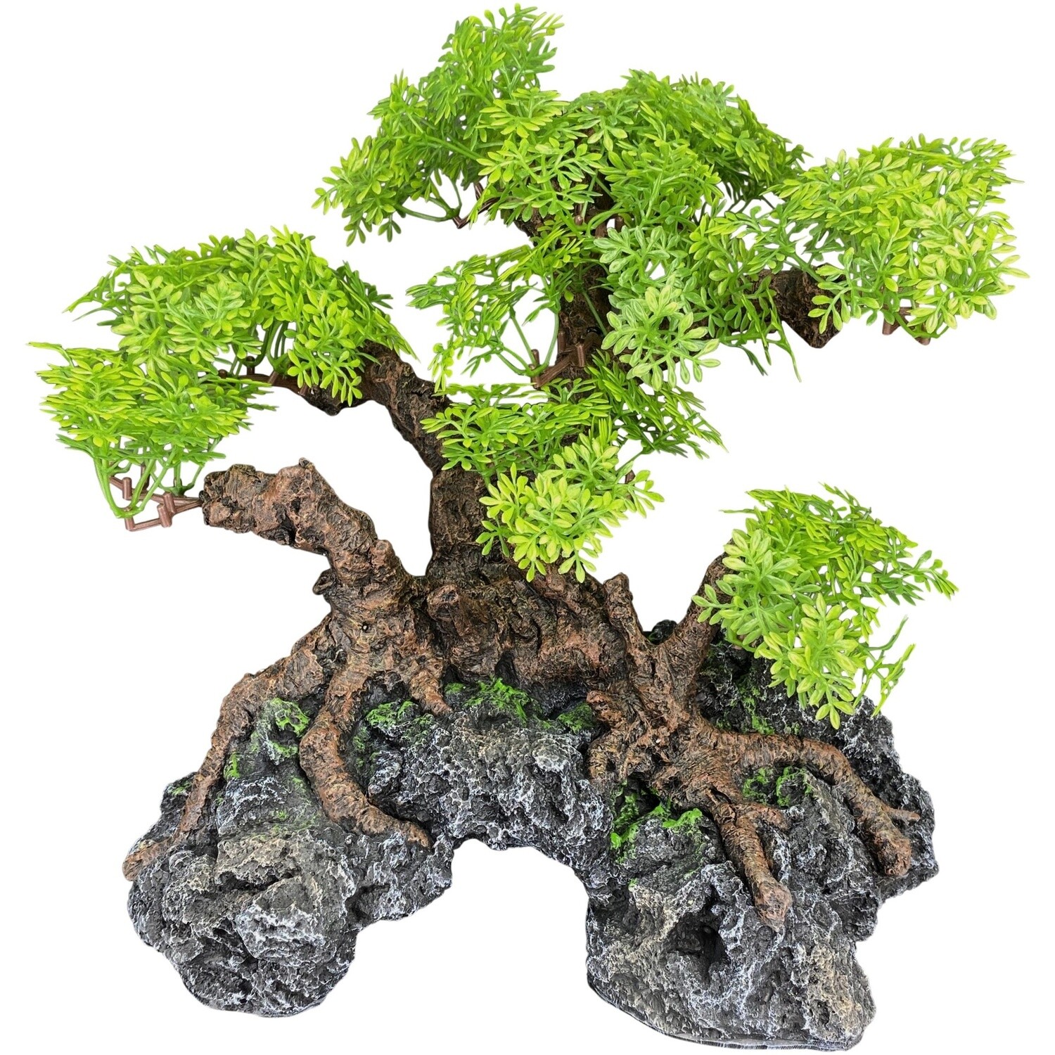 KOMODO BONSAI LG