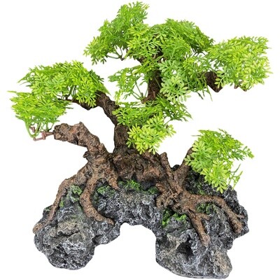 KOMODO BONSAI LG