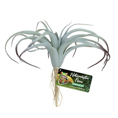 ZM PLANT TILLANDSIA