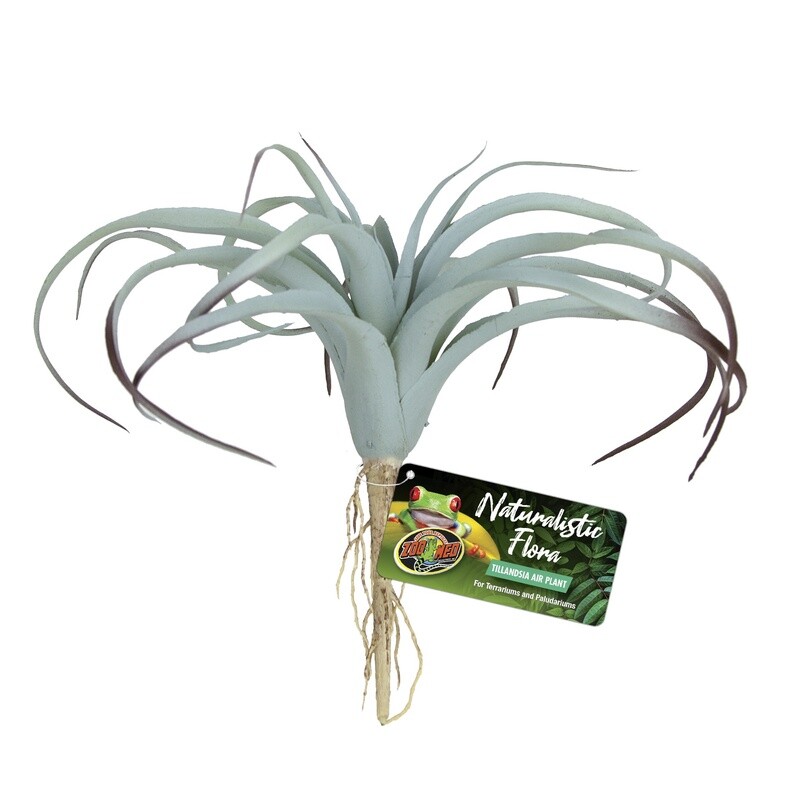 ZM PLANT TILLANDSIA
