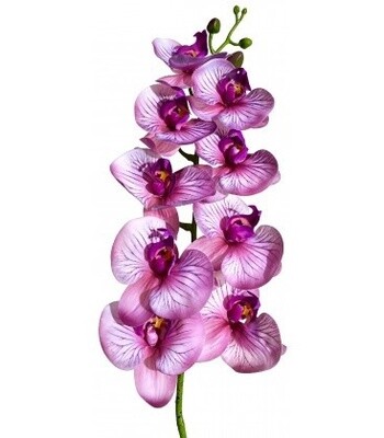 LUG MOTH ORCHID PURPLE