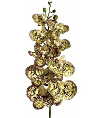 LUG MOTH ORCHID YELLOW/PURPLE