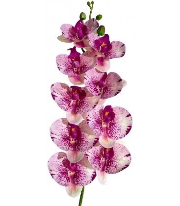 LUG MOTH ORCHID FUSCHIA/PINK