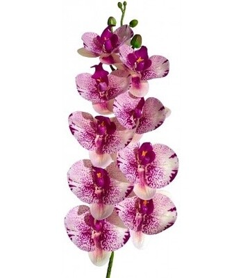 LUG MOTH ORCHID FUSCHIA/PINK
