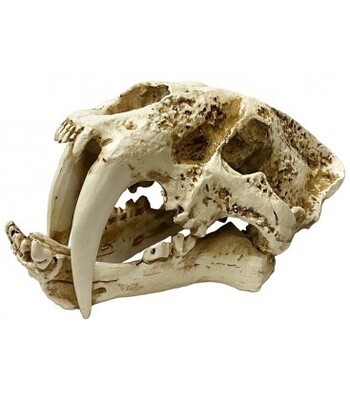 LUG SABER TOOTH SKULL MD