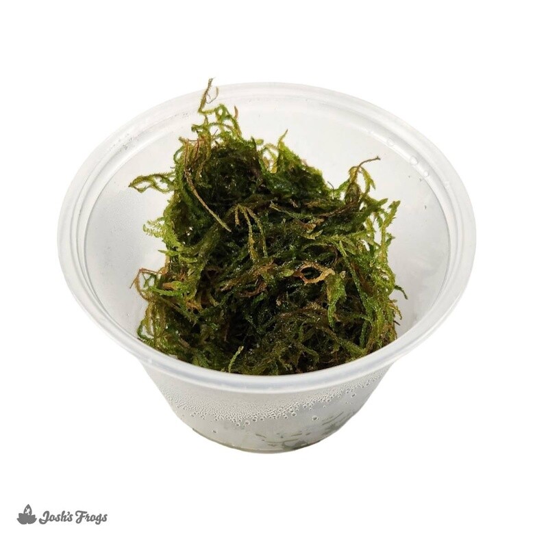 JF FLAME MOSS