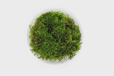 JF CHRISTMAS MOSS