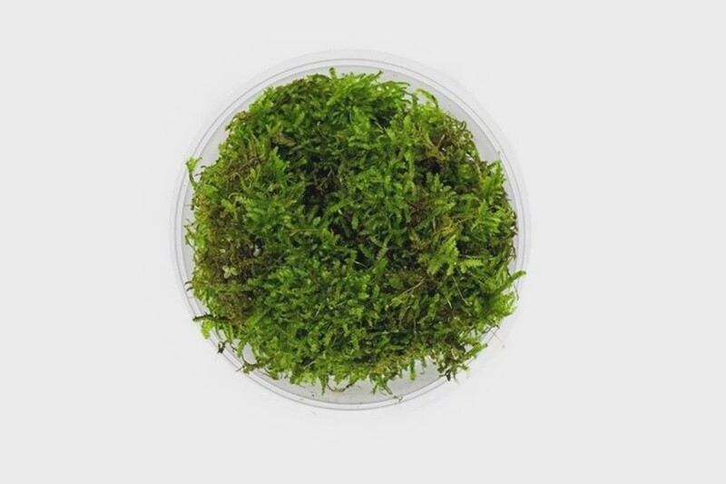 JF CHRISTMAS MOSS