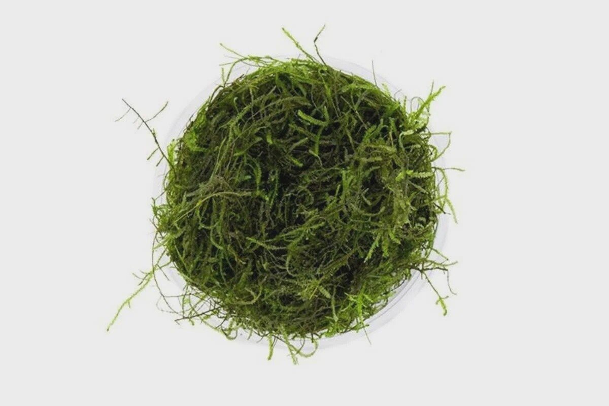 JF JAVA MOSS