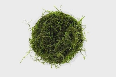 JF JAVA MOSS