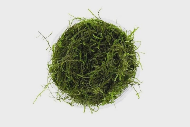 JF JAVA MOSS
