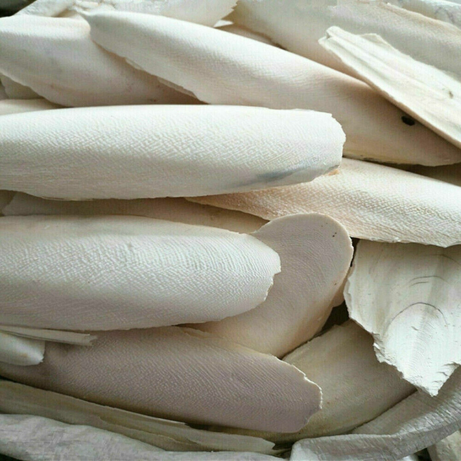 CUTTLEBONE LG