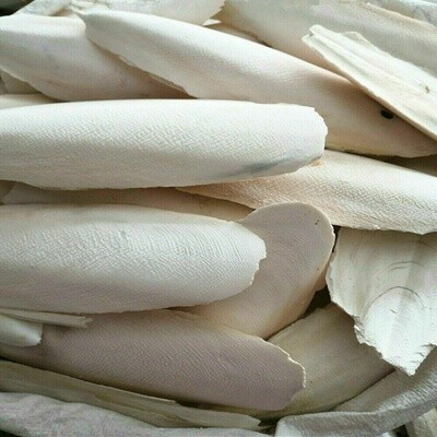 CUTTLEBONE LG