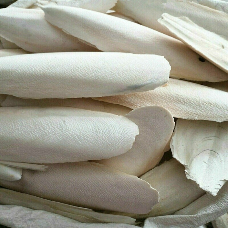 CUTTLEBONE LG