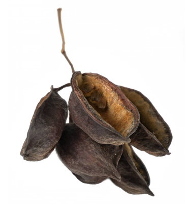 JF AUSTRALIAN BOTTLE TREE PODS