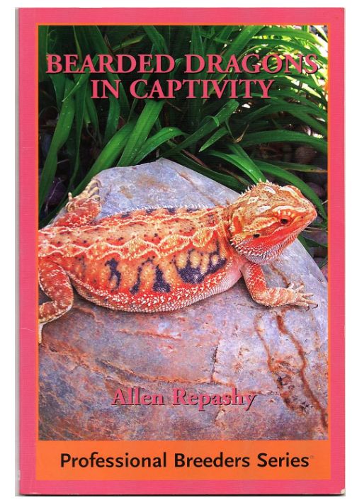 ECO BEARDED DRAGON IN CAPT