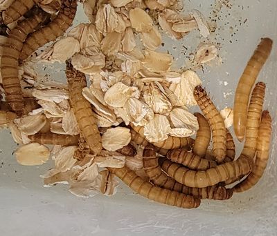 MEALWORMS