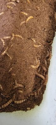 SUPERWORMS 500 SP ORDER