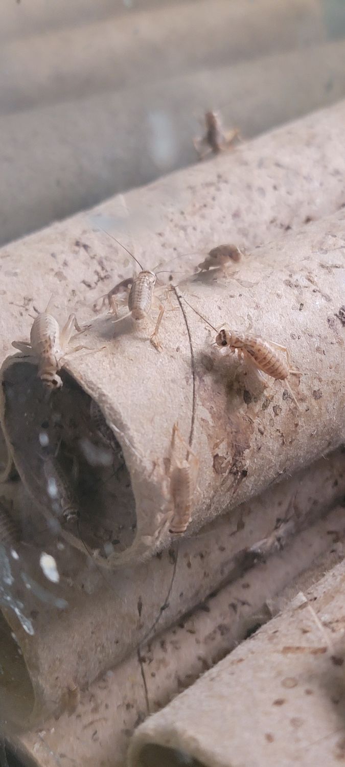 CRICKETS