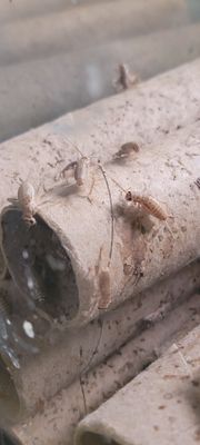 CRICKETS