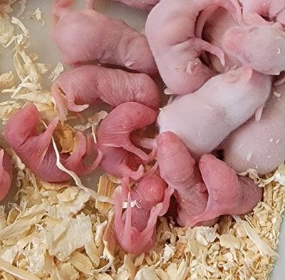 MOUSE LIVE - PINKY/FUZZY