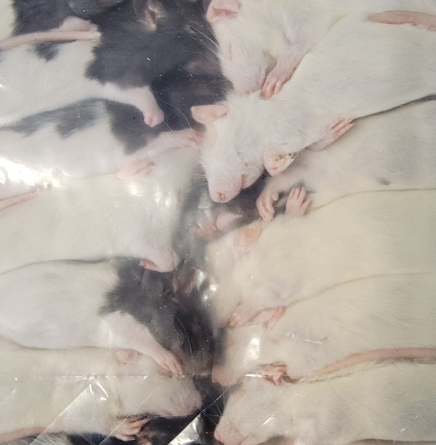 RAT FRZ - LG