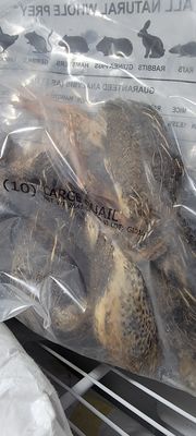 QUAIL FRZ LG