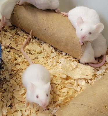MOUSE LIVE - HOPPER/WHITE