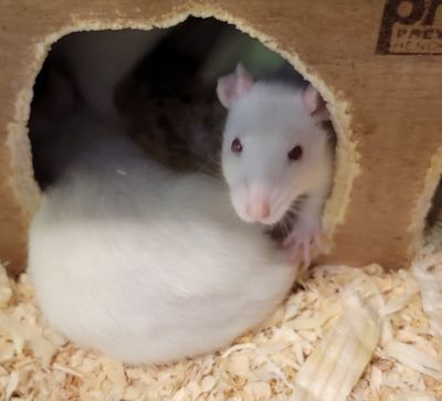 RAT LIVE - MED
