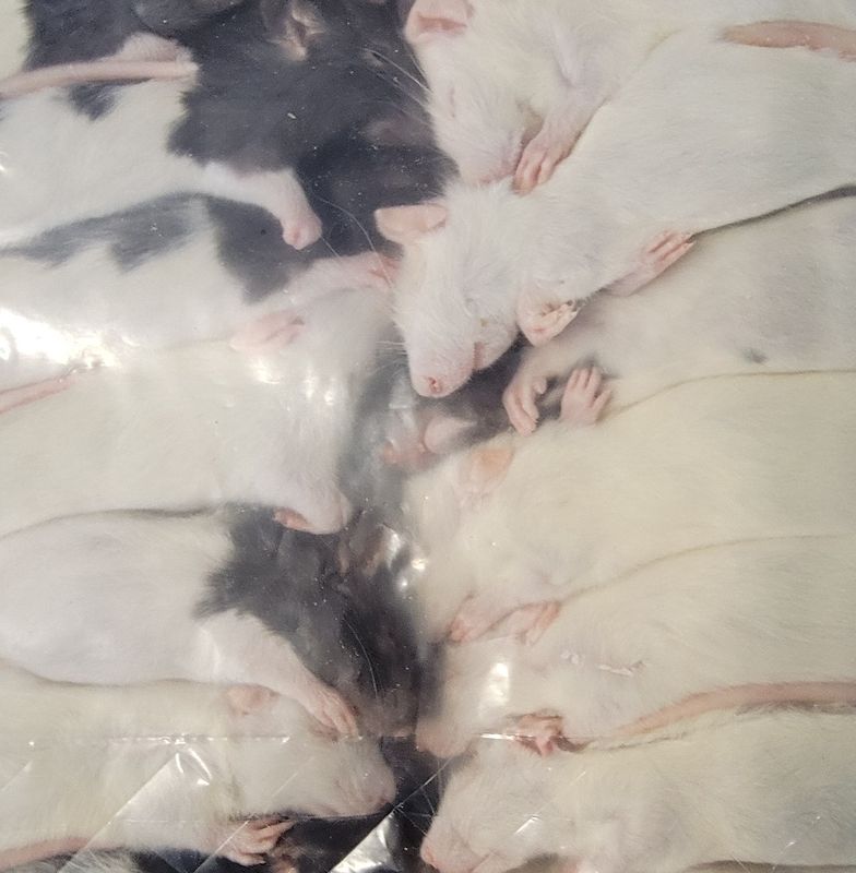 RAT FRZ - MED