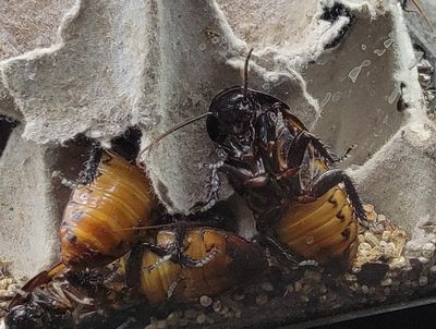 LIVE &amp; FROZEN FEEDERS (PICK UP ONLY)