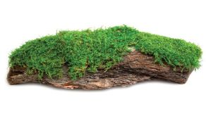 GAL MOSSY BARK 12-15 INCHES