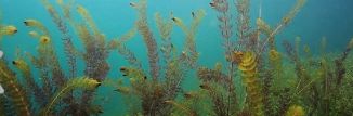 GAL AQUARIUM CLING AQUATIC PLANTS 30X10&quot;