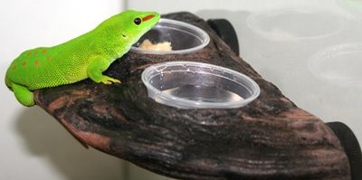 FEEDING &amp; DRINKING LEDGES