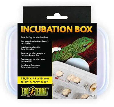 INCUBATION