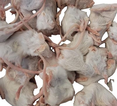 LIVE &amp; FROZEN FEEDERS (PICK UP ONLY)