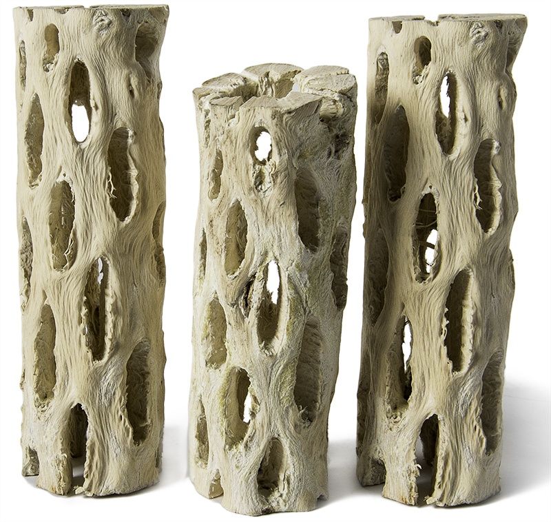 GAL CHOLLA WOOD APROX 12&quot;