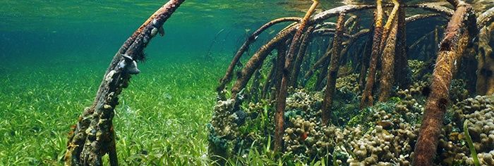 GAL AQUARIUM CLING MANGROVE 30x10&quot;
